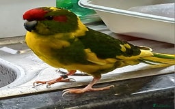 Parakeets birds for sale: Kakariki's x4 handreared kakariki's  - Image 29