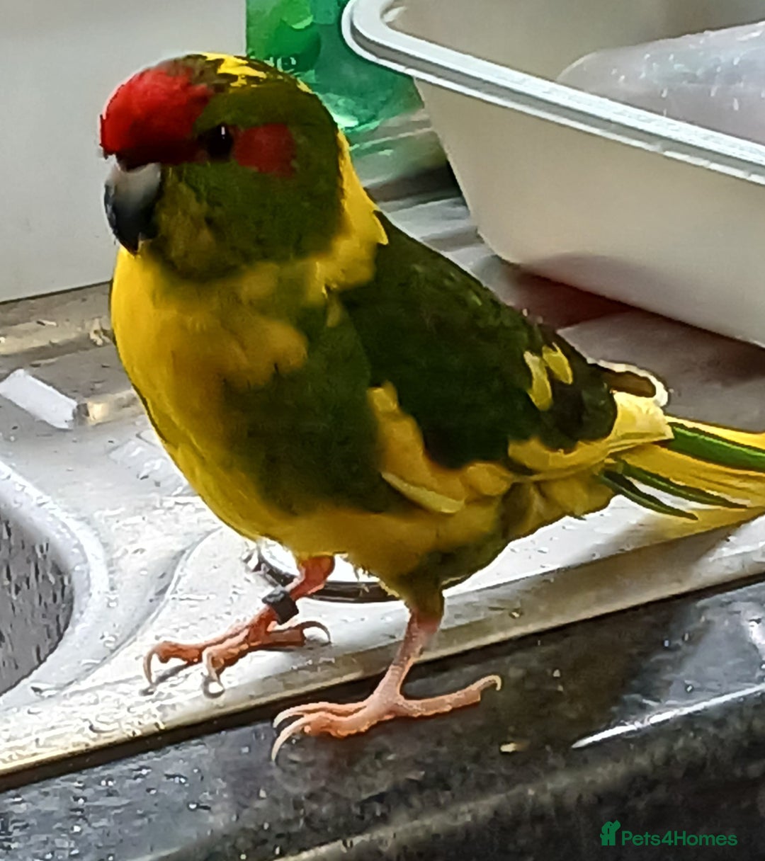 Parakeets birds for sale: Kakariki's x4 handreared kakariki's  - Image 29