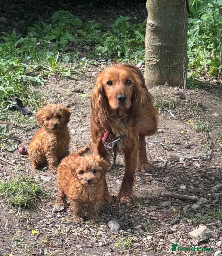Cockapoo dogs Cockapoo puppies for sale - Advert 3