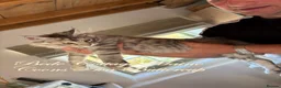 Maine Coon cats for sale: 🐾 Exceptional TICA Registered Maine Coon Kittens in Skegness - Advert 7