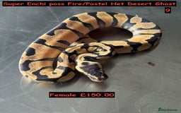 Python Snake reptiles for sale: Baby Ball Python's - Advert 9