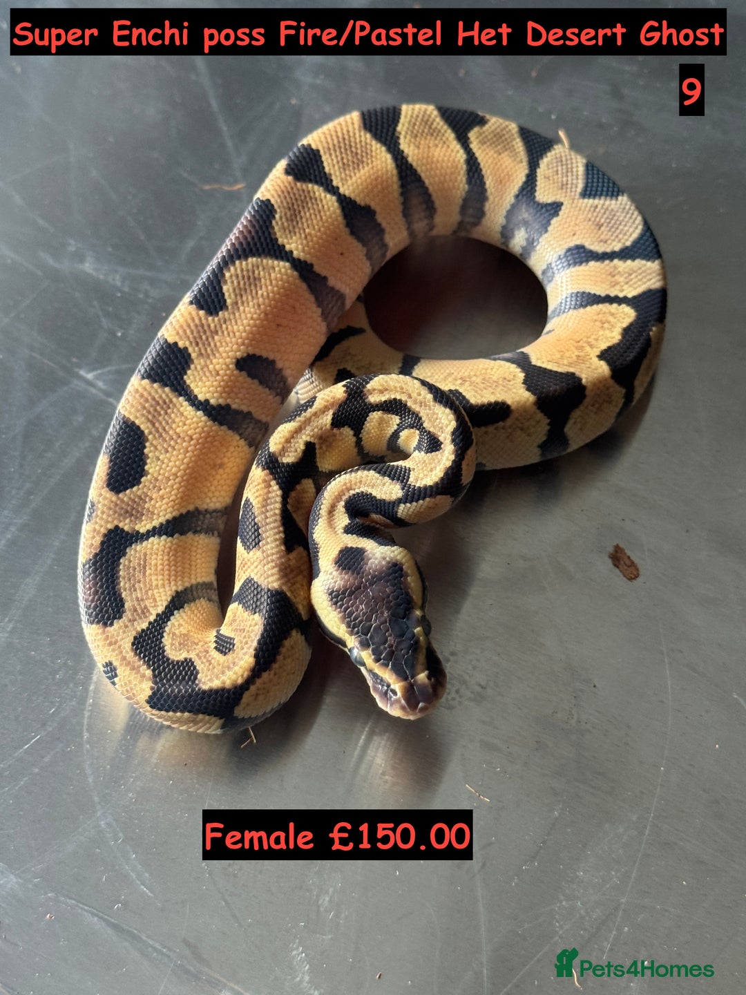 Python Snake reptiles for sale: Baby Ball Python's - Advert 9
