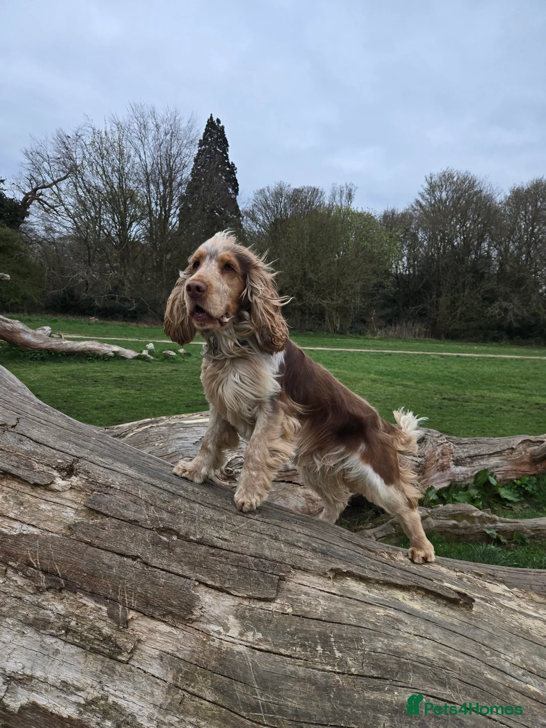 Cocker Spaniel dogs for stud: KC reg show cocker spaniel, proven health tested  - Advert 22