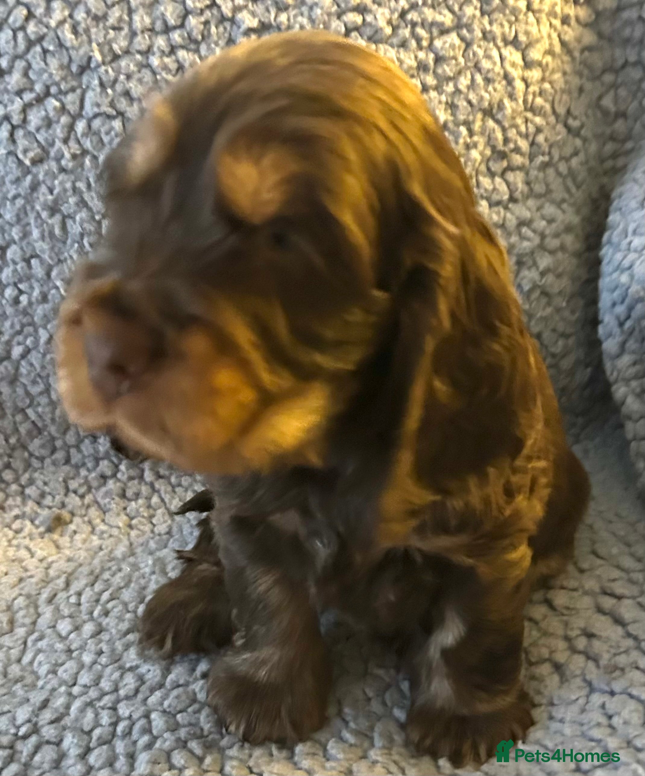 Cocker Spaniel dogs Beautiful KC English Show Cocker pups. - Advert 6