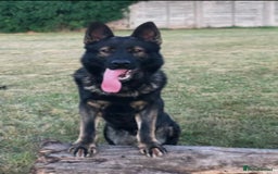 German Shepherd dogs for sale: Kc German Shepard Pup 8 weeks  - Image 4