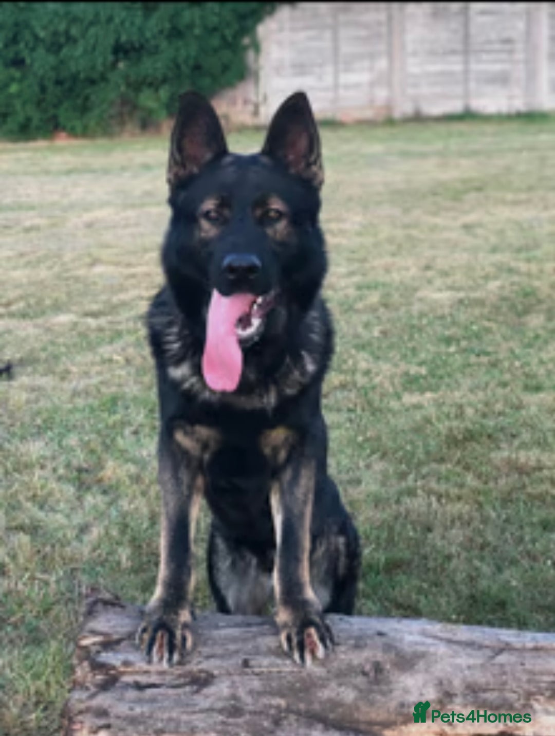 German Shepherd dogs for sale: Kc German Shepard Pup 8 weeks  - Image 4