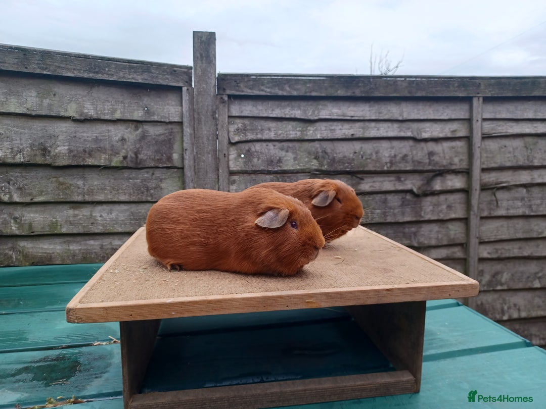 Guinea Pig rodents for sale: Showable Male Abyssinians and PE Goldens in Whitchurch - Image 4