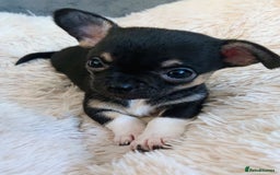 Mixed Breed dogs for sale: Chihuahua with a bit of French Bulldog puppies - Advert 15