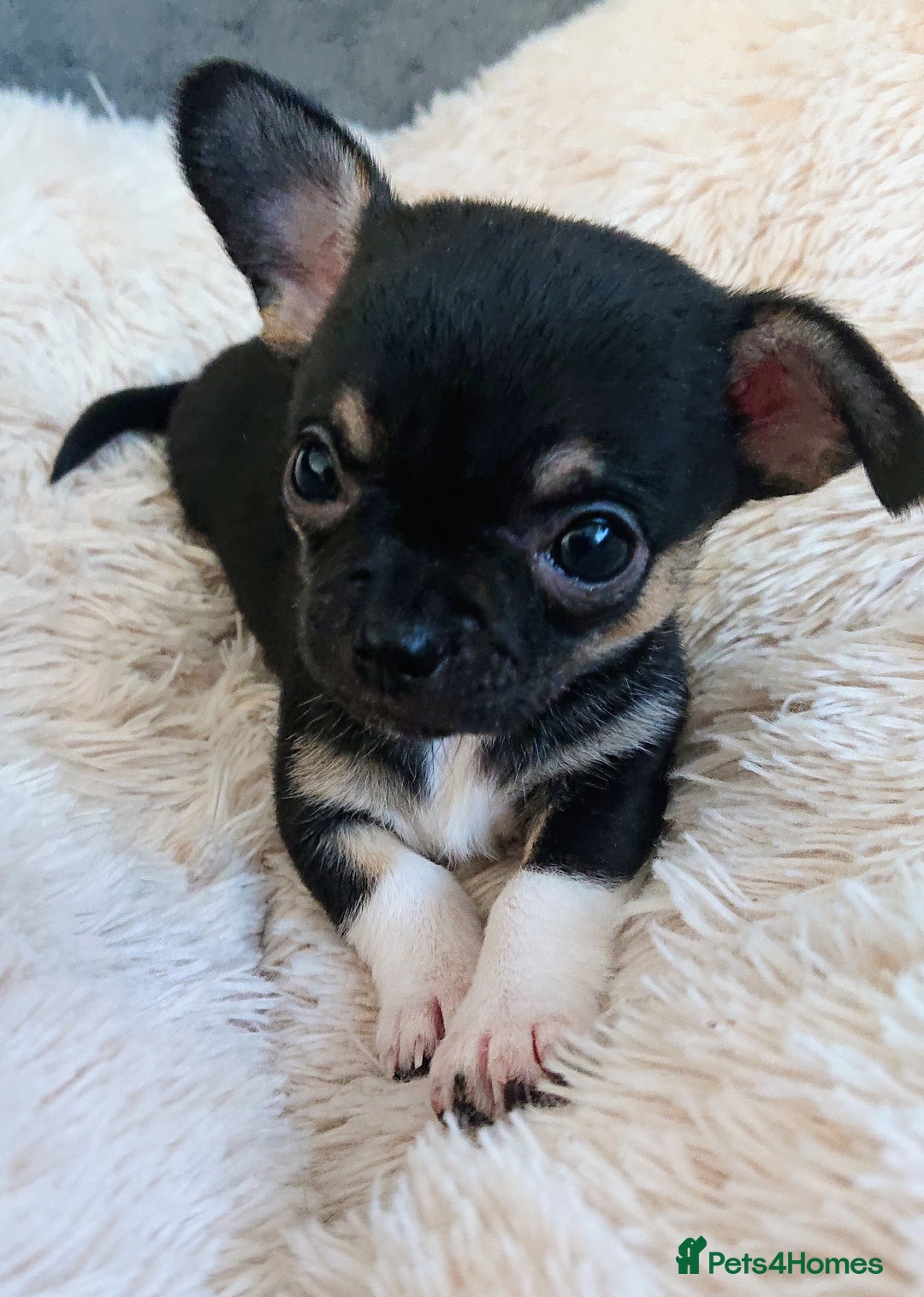 Mixed Breed dogs for sale: Chihuahua with a bit of French Bulldog puppies - Advert 15