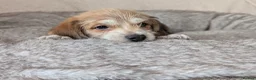 Mixed Breed dogs for sale: Beagle cross shih tzu  in Buckley - Advert 2
