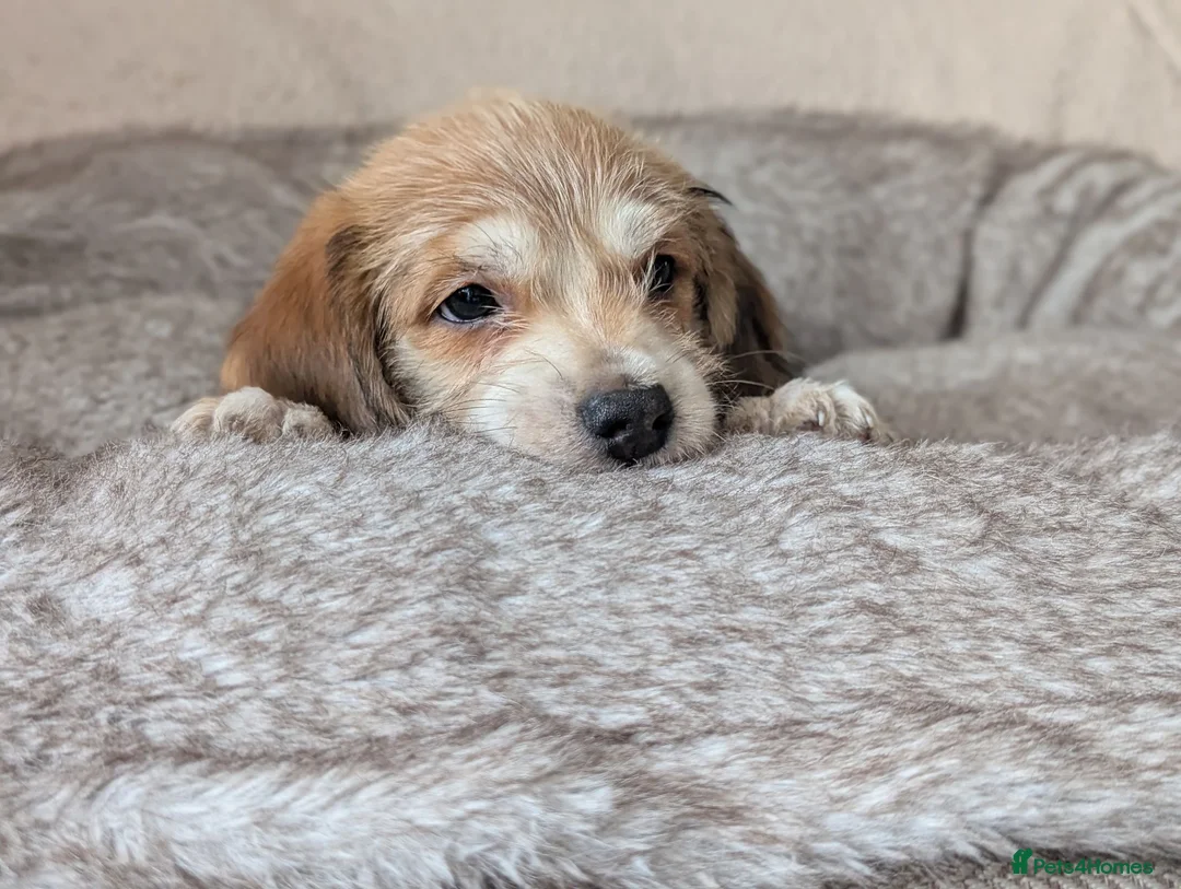 Mixed Breed dogs for sale: Beagle cross shih tzu  in Buckley - Advert 2