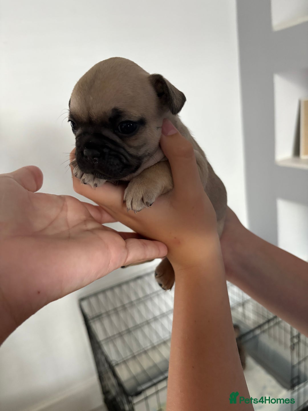 French Bulldog dogs for sale: 4 beautiful ** frenchies  - Image 2