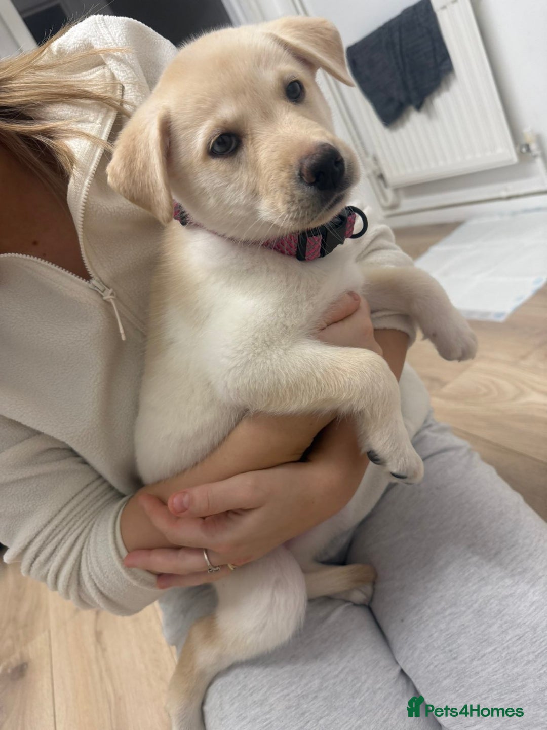 Mixed Breed dogs for sale: Labrador x husky puppy  - Advert 1