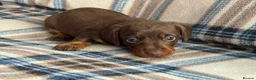 Miniature Dachshund dogs for sale: Miniature dachshunds chocolate and tan  - Advert 10