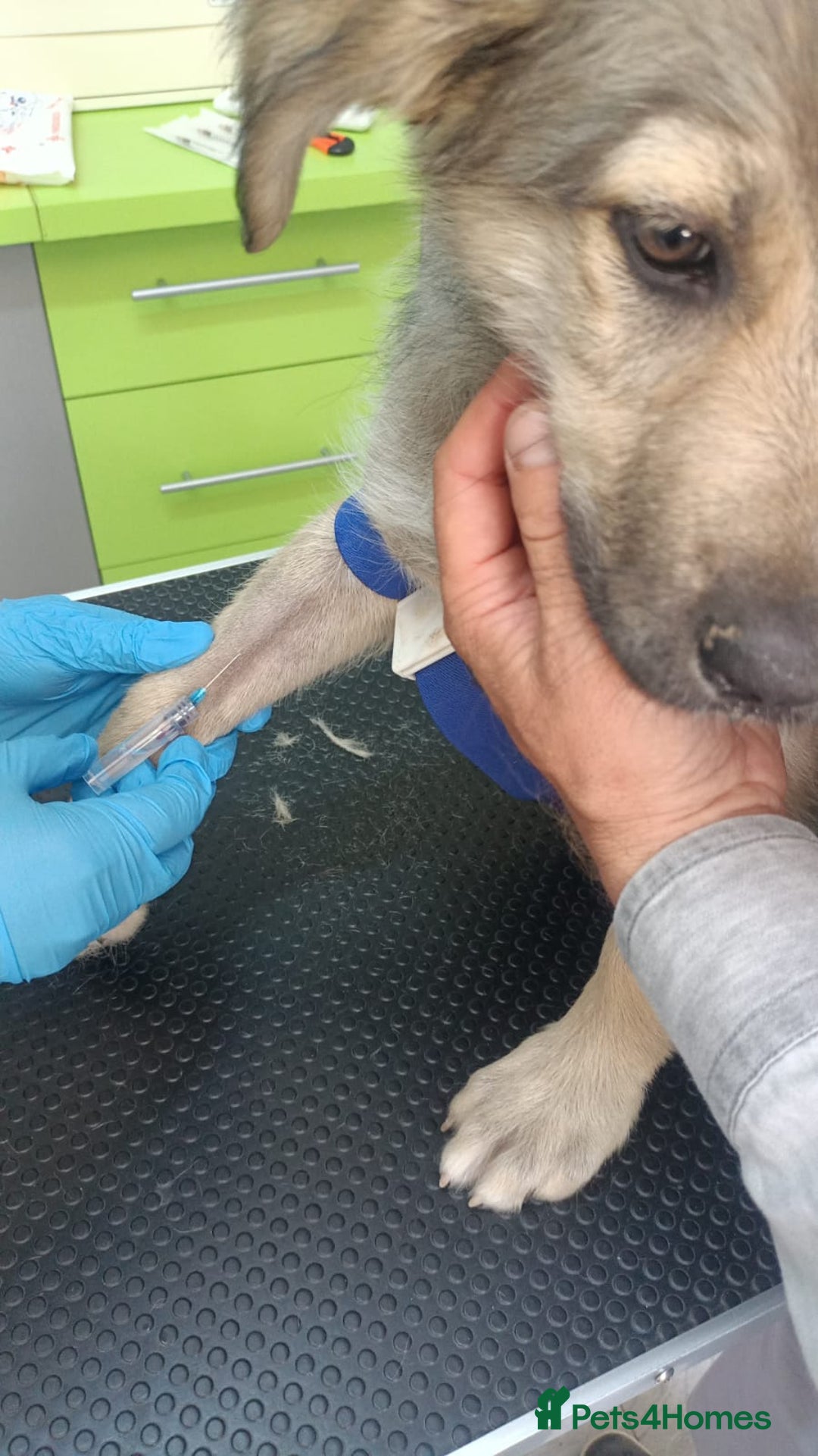 Mixed Breed dogs for adoption: 🐾 WINNIE - a Lovely young Girl, for a Loving Home - Image 6