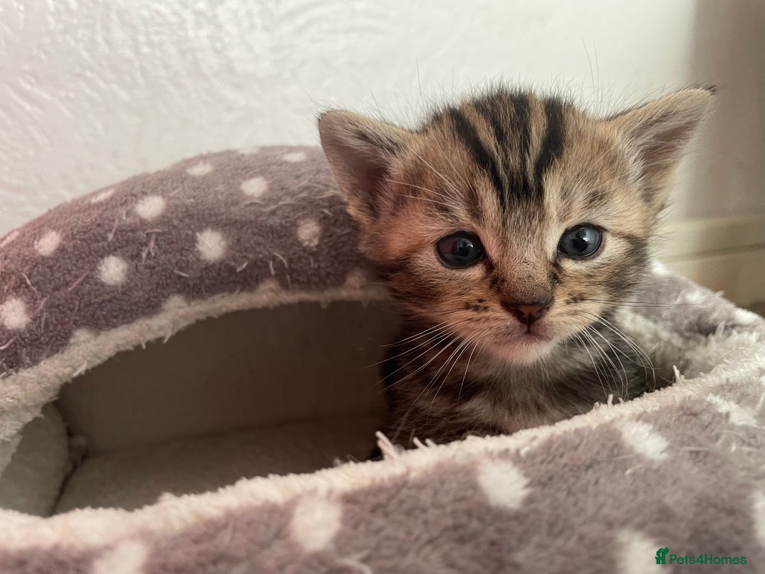 Munchkin cats for sale: Munchkin kittens for sale - Image 16