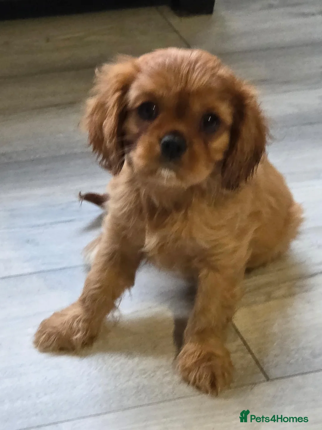 Cavalier King Charles Spaniel dogs for sale: 3 cavalier king Charles puppies - Advert 5