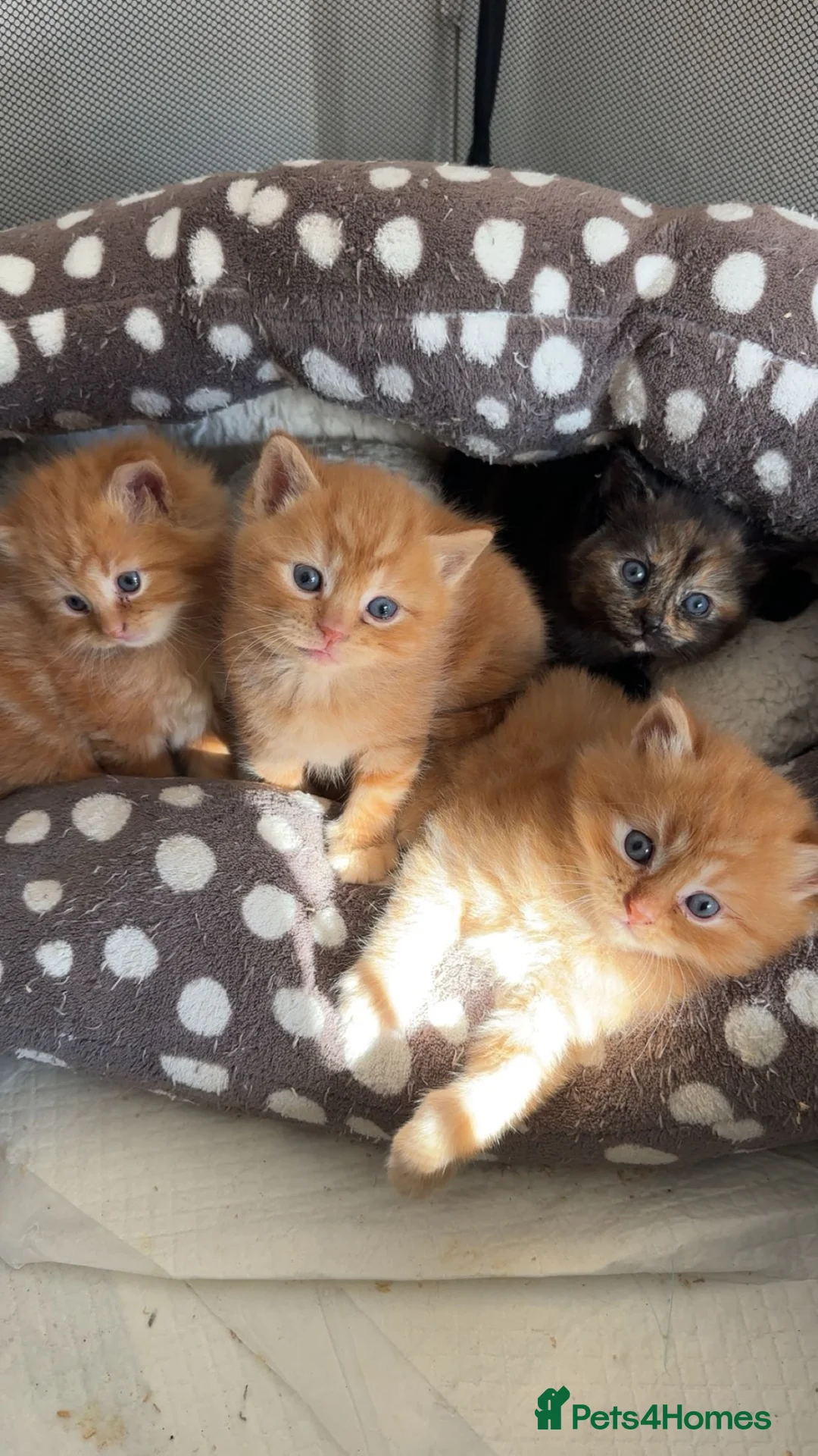 Mixed Breed cats for sale: X2 kittens for sale - Advert 1