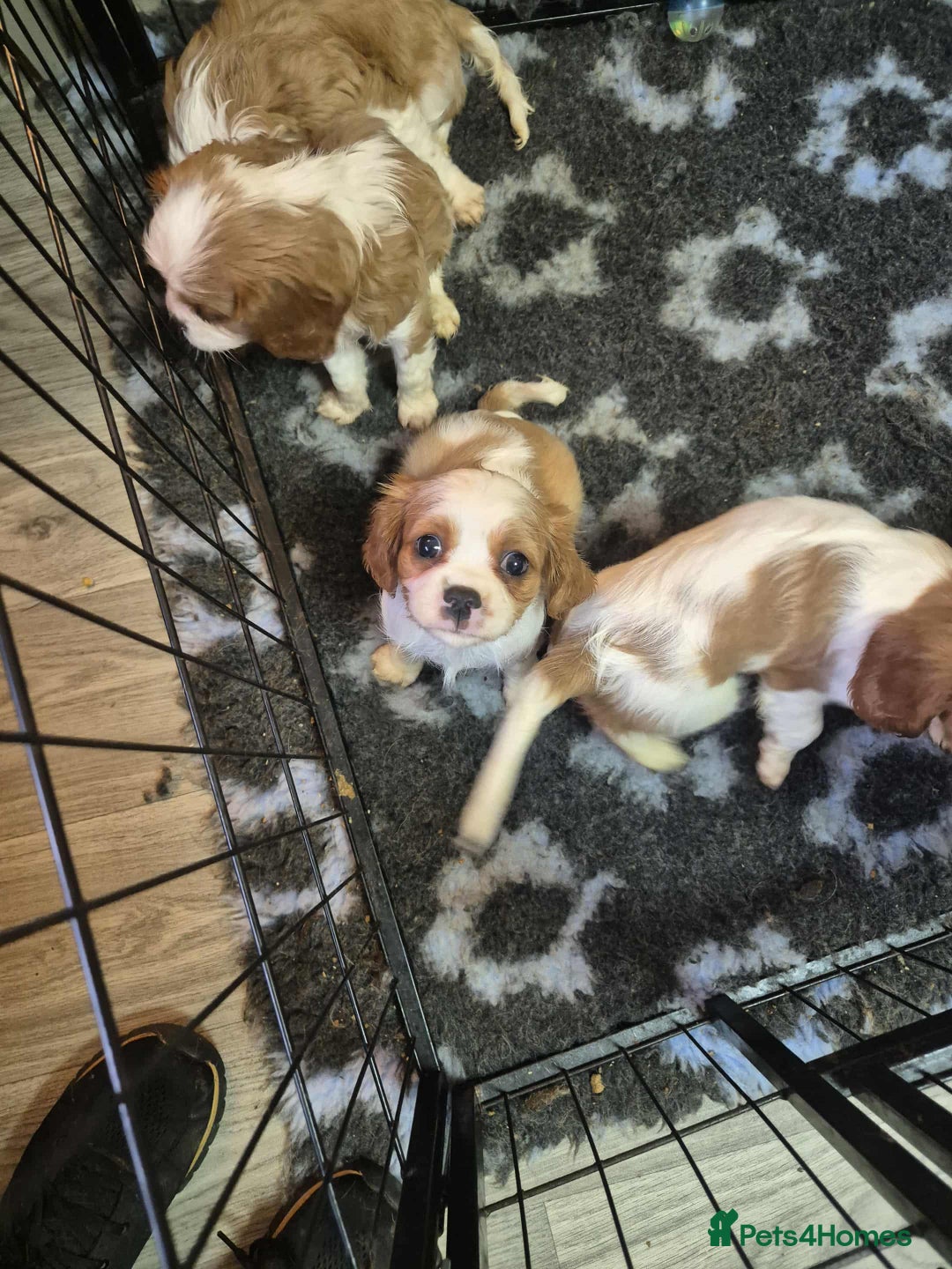 Cavalier King Charles Spaniel dogs for sale: Cavalier King Charles Spaniel  - Advert 9