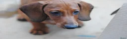 Dachshund dogs for sale: READY NOW Standard smooth haired dachshund  - Advert 7