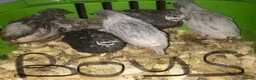 Quail poultry for sale: QUAILS,POINT OF LAY CHINESE BUTTONS ! - Advert 7