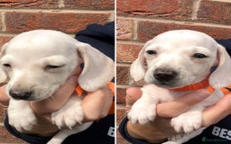 Miniature Dachshund dogs for sale: Quality Miniature Dachshund - Smooth Creams - Image 5