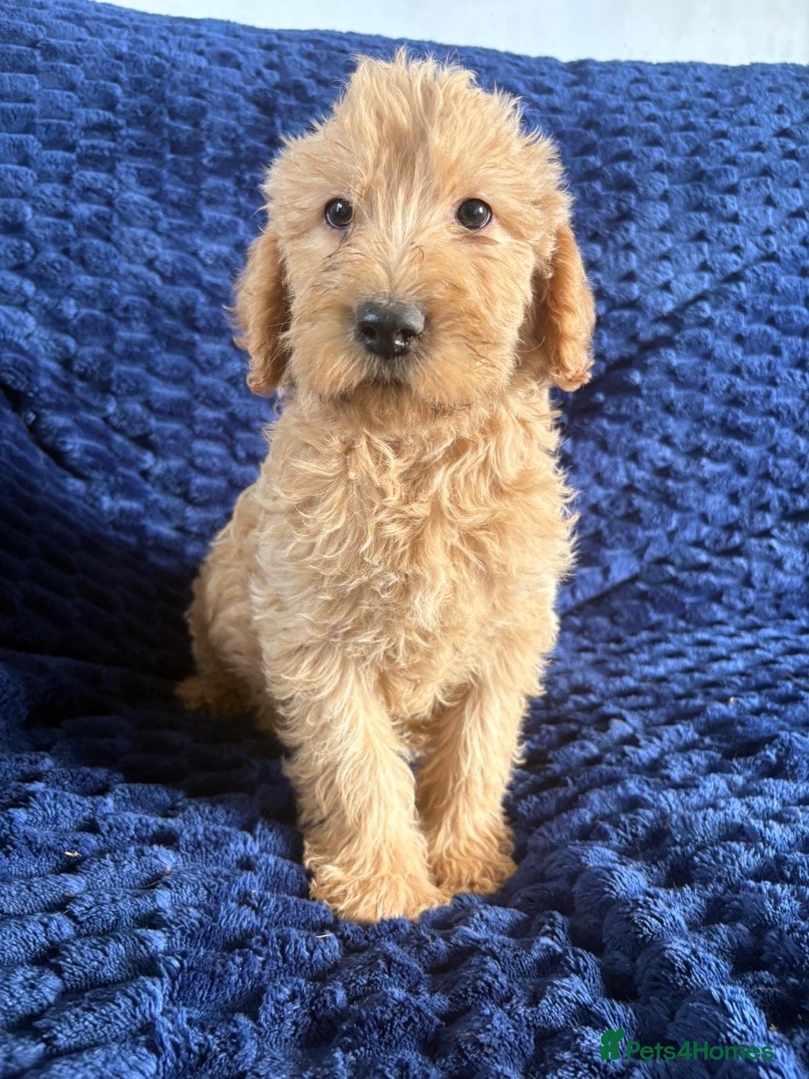 Labradoodle dogs Ready Soon! Beautiful F1b Labradoodles  - Advert 1