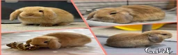 Mini Lop rabbits for sale: Beautiful baby mini lops - Advert 3