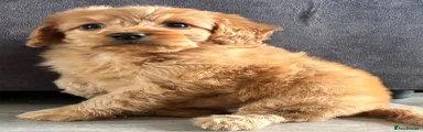 Cockapoo 5