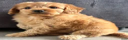 Cockapoo dogs for sale: Cockapoo puppies ready now - Advert 8