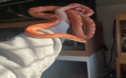 Mixed Breed reptiles for sale:  Lovely corn snake  for rehome - Image 6