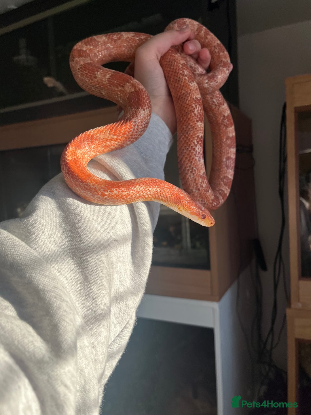 Mixed Breed reptiles for sale:  Lovely corn snake  for rehome - Image 6