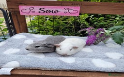 Guinea Pig rodents for sale: Beautiful pairs of baby girl guinea pigs  - Image 5