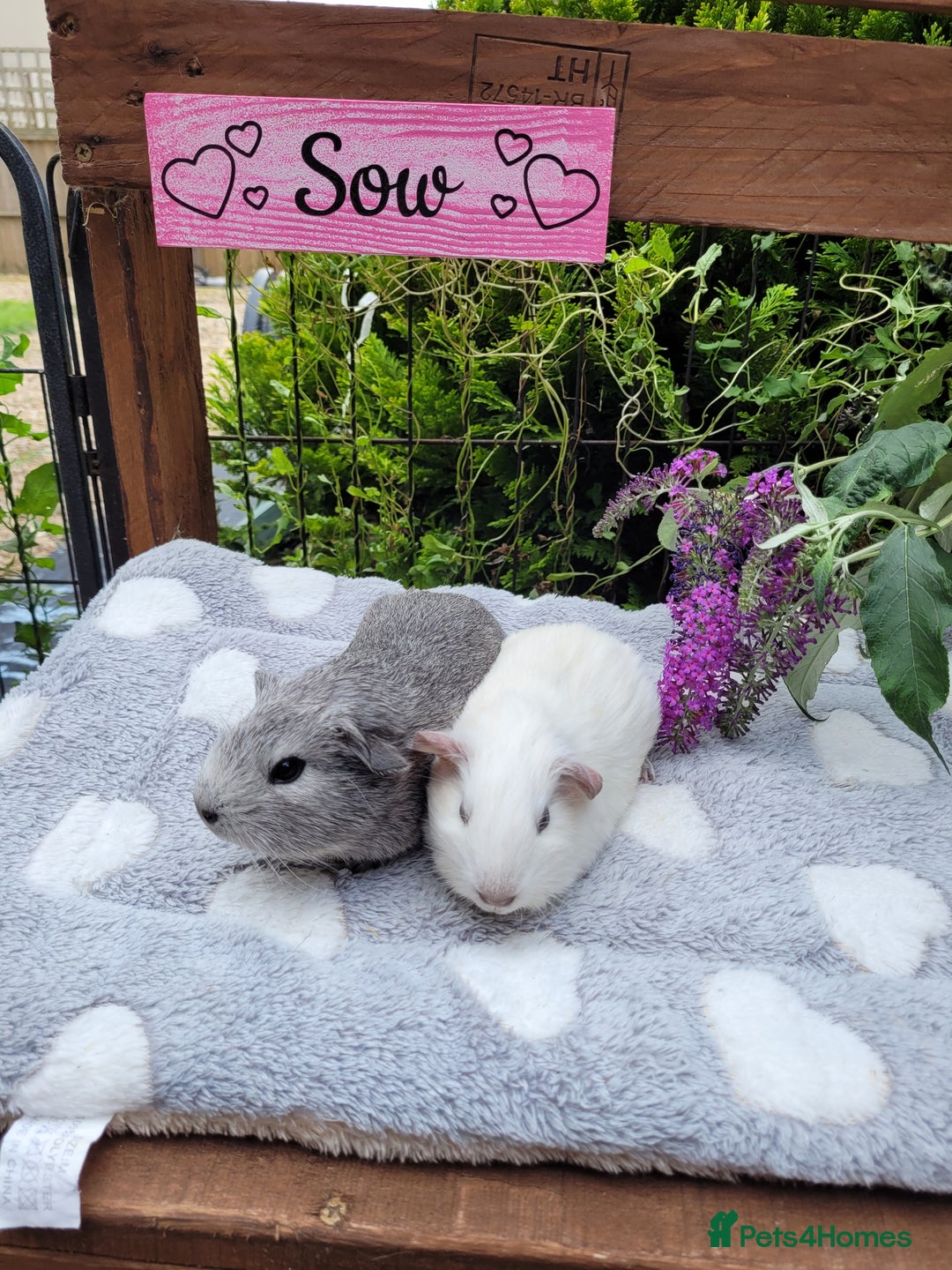 Guinea Pig rodents for sale: Beautiful pairs of baby girl guinea pigs  - Image 5