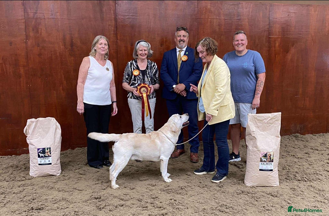 Labrador Retriever dogs for sale: Quality, Show Bred, Yellow Puppies - Image 3