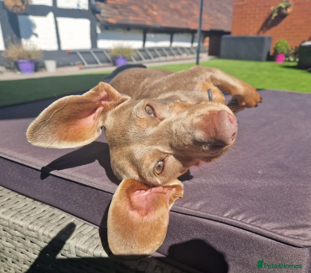 Miniature Dachshund dogs for stud: Milo “Gre Cyrus” in Newport - Advert 4