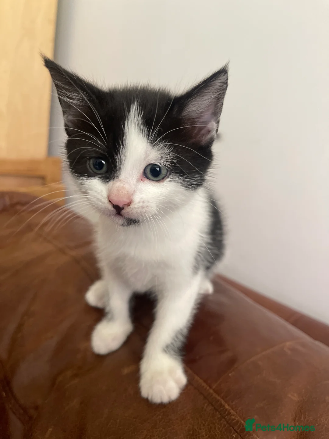 Mixed Breed cats for sale: Beautiful natured kitties-2 B&W, 1 Tabby in Reigate - Advert 2