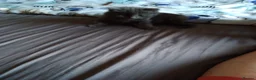 Mixed Breed cats for sale: Four male kittens - Advert 3