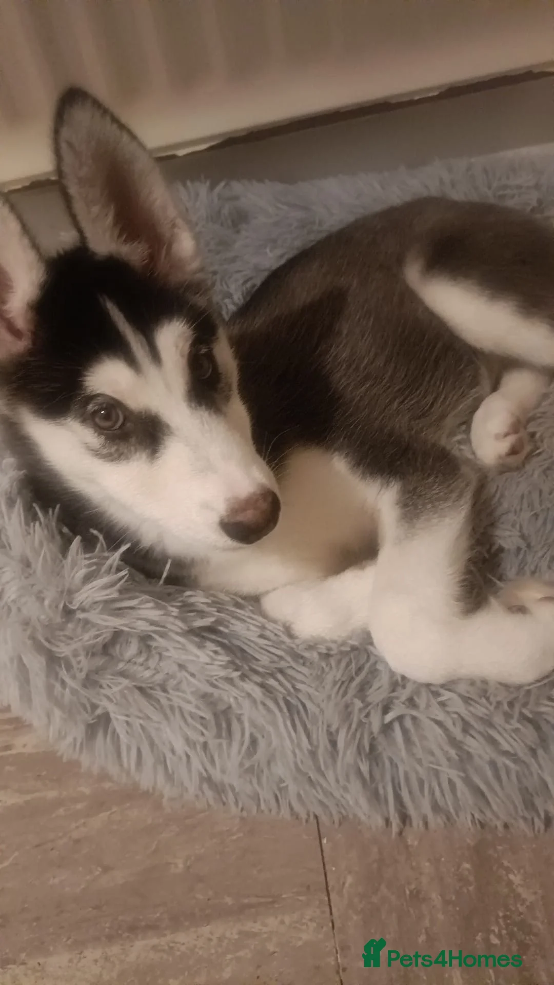 Siberian Husky dogs for sale: 10 week old husky puppy  - Advert 3