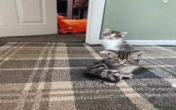 Mixed Breed cats for sale: 2 Gorgeous boys left - Image 1