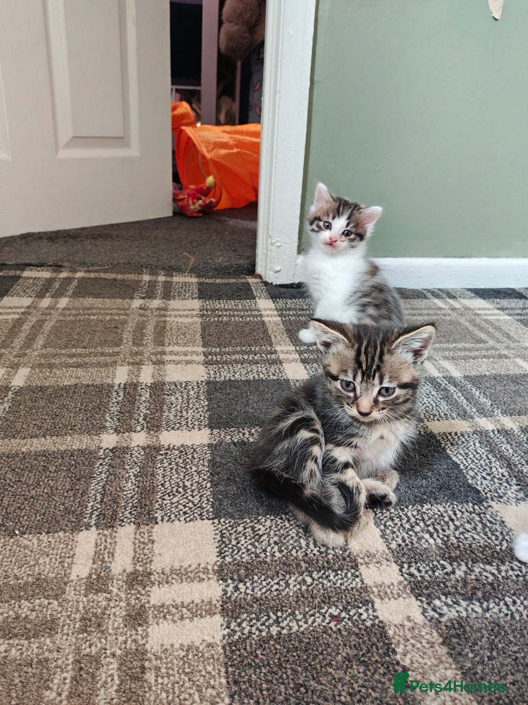 Mixed Breed cats for sale: 2 Gorgeous boys left - Image 1