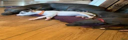 Whippet dogs for sale: Blue Kennel Club Registered Whippet pups - Advert 18