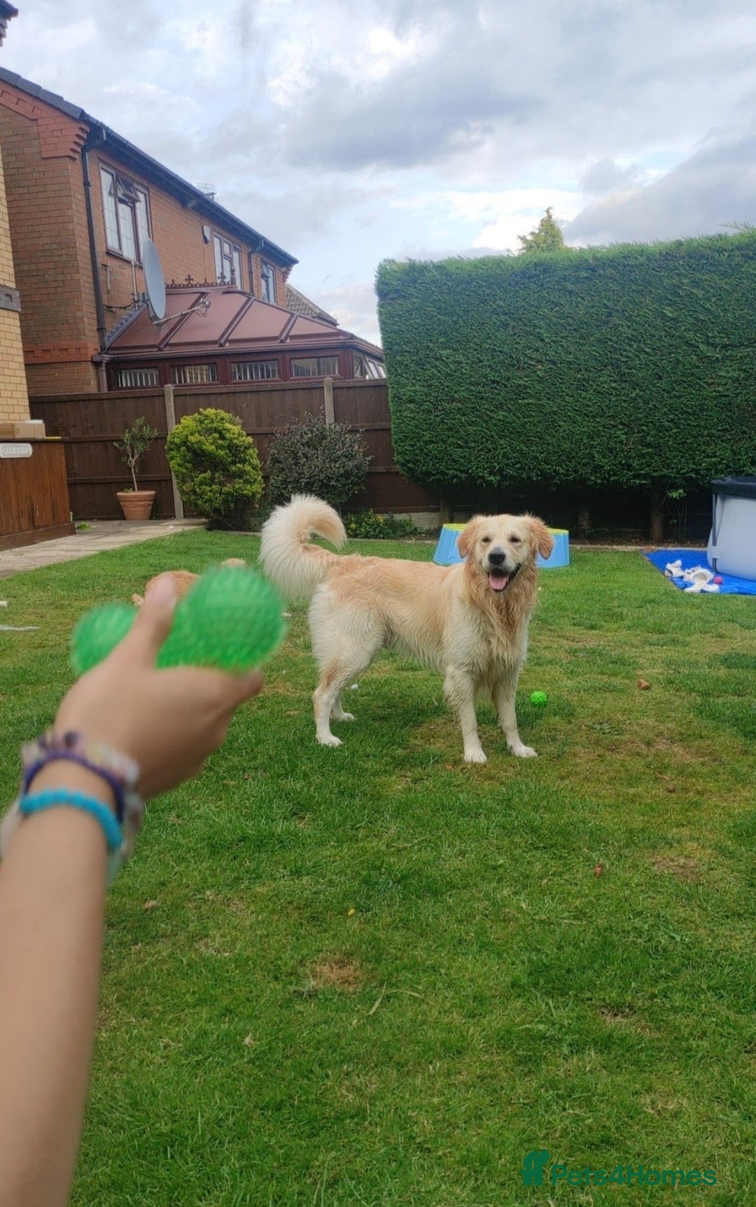 Golden Retriever dogs for stud: Gorgeous golden retriever  - Image 4