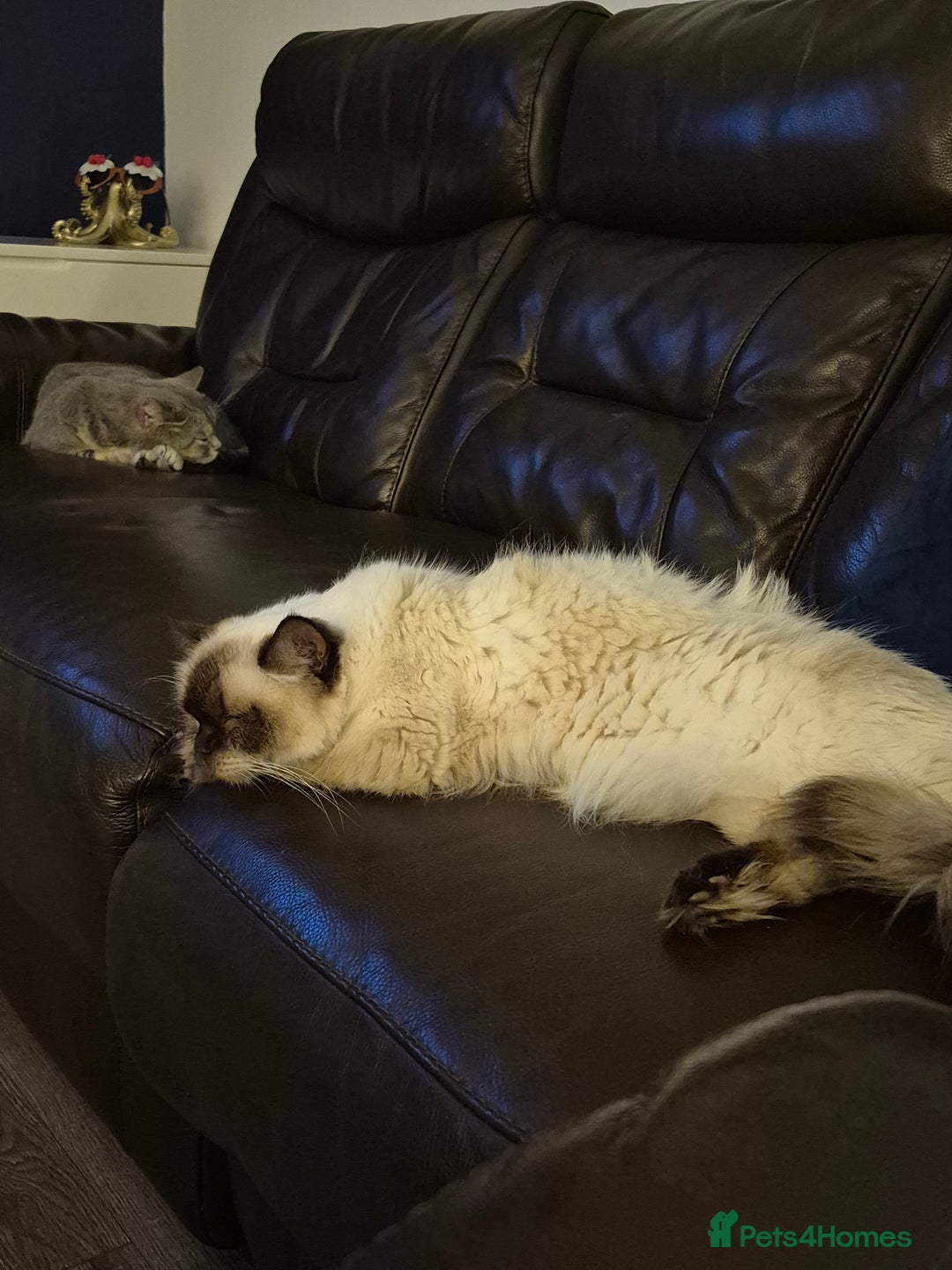 Ragdoll cats for sale: Seal point ragdoll kittens ready 28th December  - Advert 2