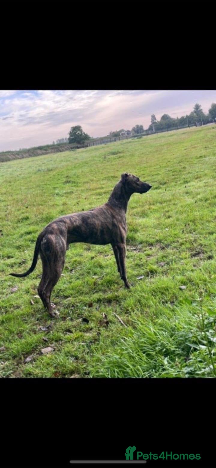 Lurcher dogs Beautiful lurchers  - Advert 2
