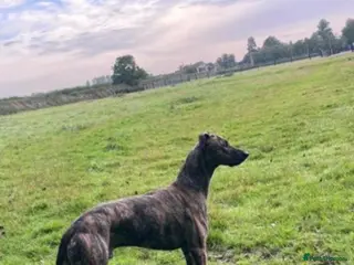 Lurcher dogs Beautiful lurchers - Advert 2