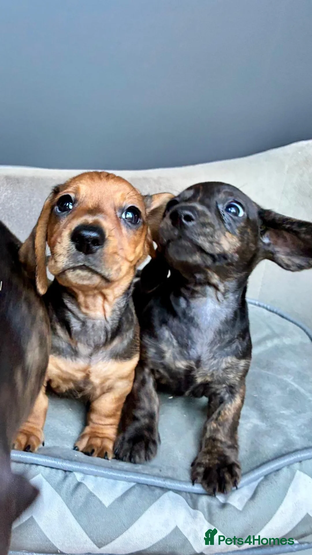 Miniature Dachshund dogs for sale: MINIATURE dachshund puppies UNIQUE fur patterns - Advert 1