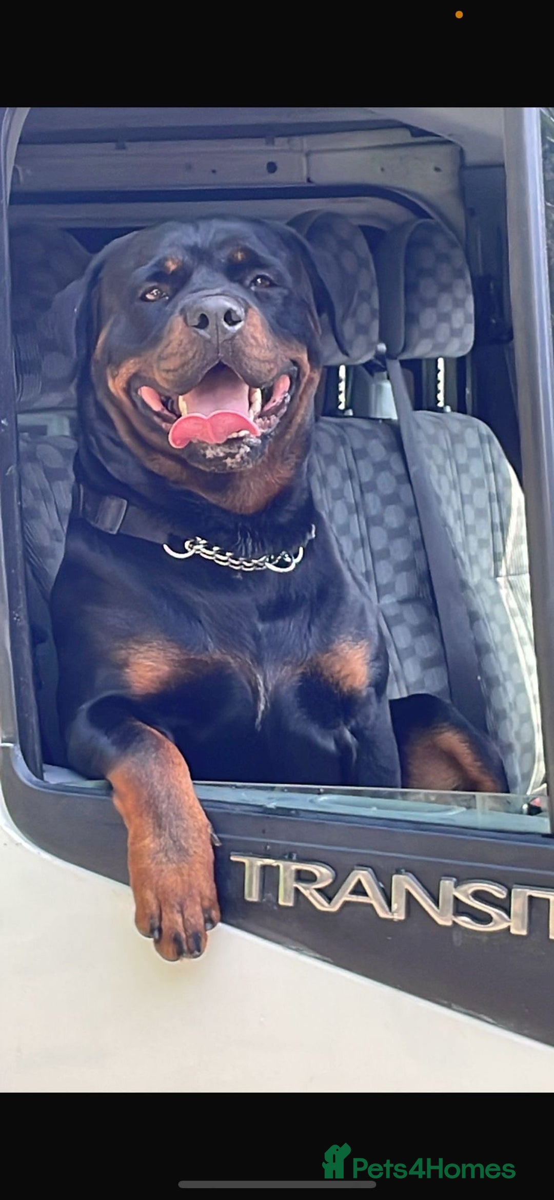 Rottweiler dogs for sale: 6 Rottweiler puppy’s  - Advert 7