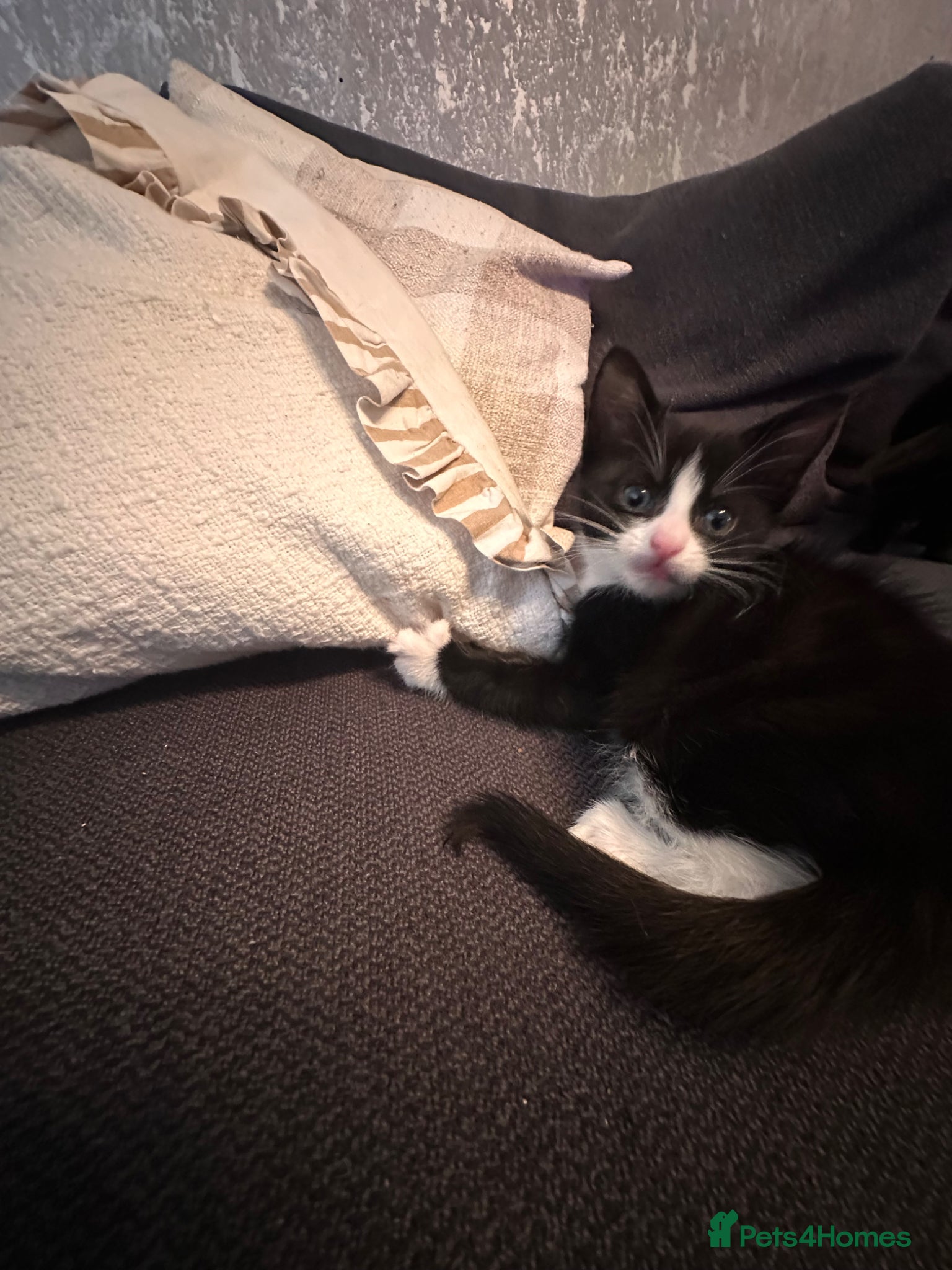 Mixed Breed cats  Premium Quality Female Kittens Panda, Luna & Nova - Advert 1