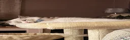 Ragdoll cats for sale: Rehousing kitten ragdolls stunning blue eyed males - Advert 6